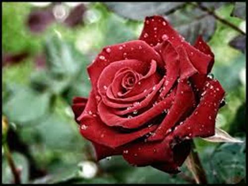 Những bông hồng đẹp nhất thế giới	